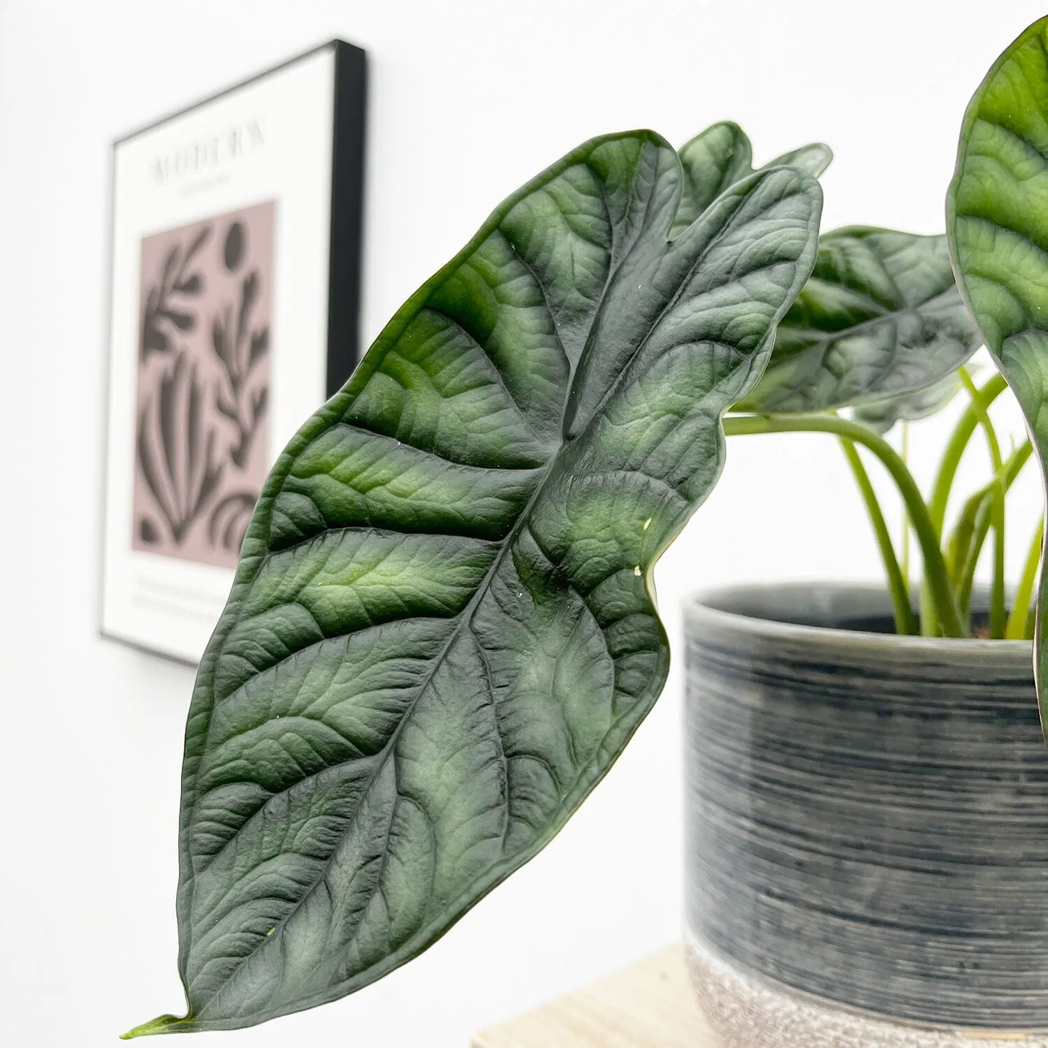 20 - 30cm Alocasia Baginda Dragon Scale Elephant Ear 12cm Pot House Plant