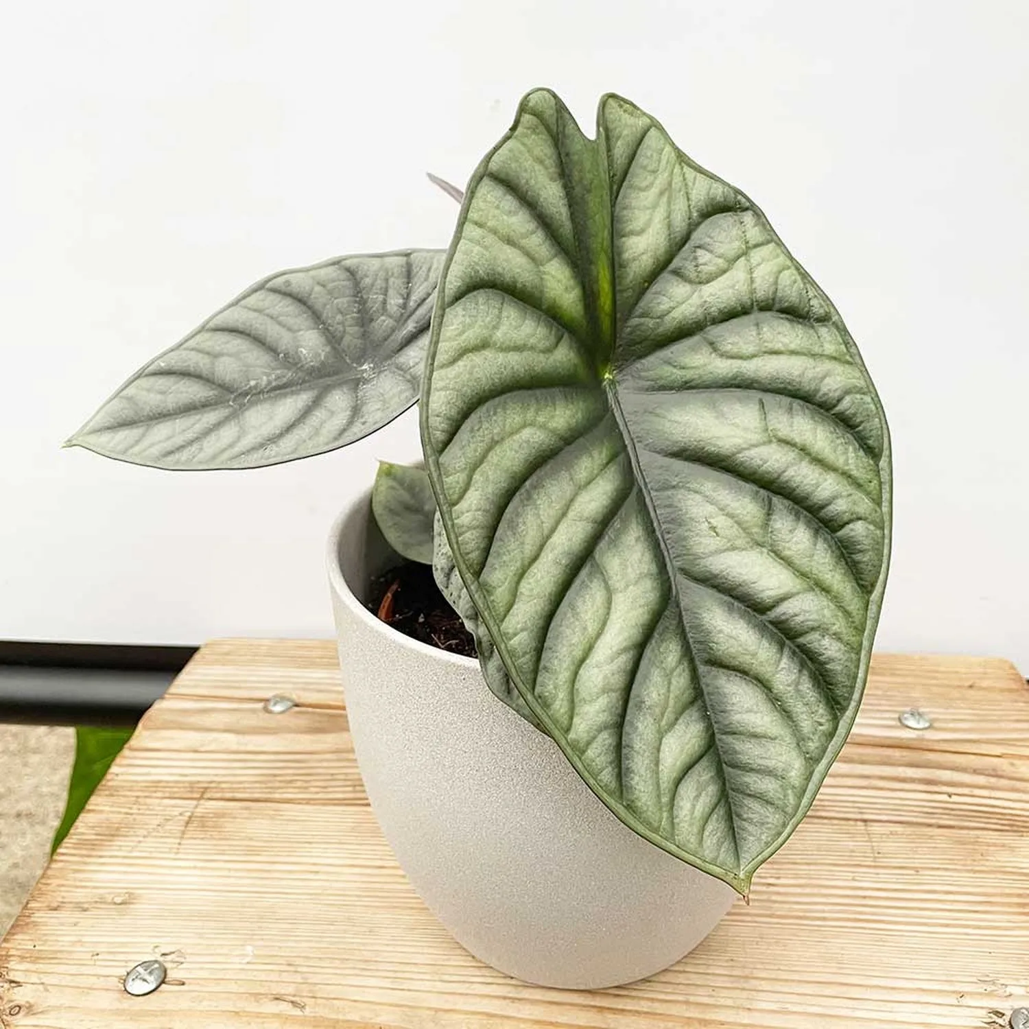 20 - 30cm Alocasia Baginda Dragon Scale Elephant Ear 12cm Pot House Plant