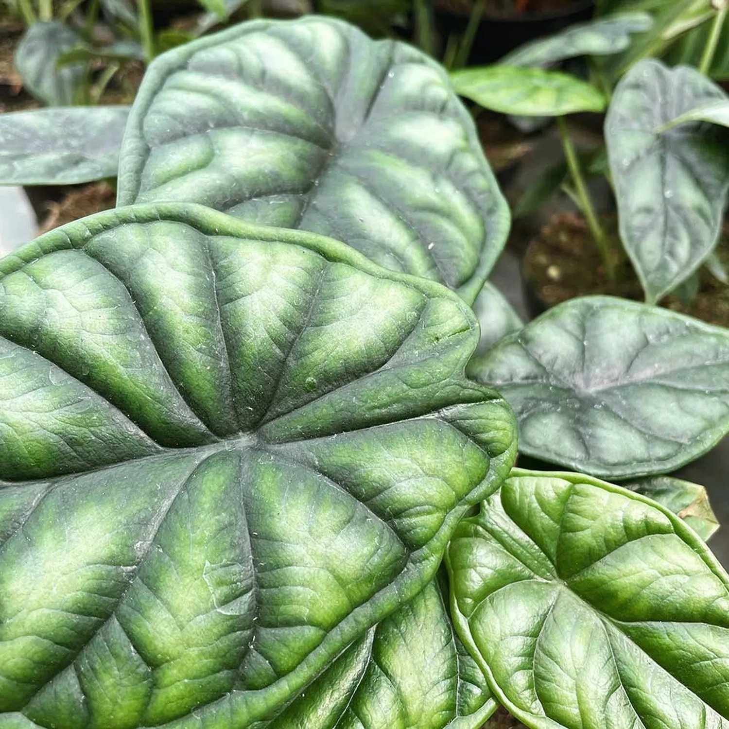 20 - 30cm Alocasia Baginda Dragon Scale Elephant Ear 12cm Pot House Plant