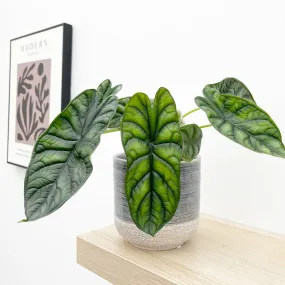 20 - 30cm Alocasia Baginda Dragon Scale Elephant Ear 12cm Pot House Plant