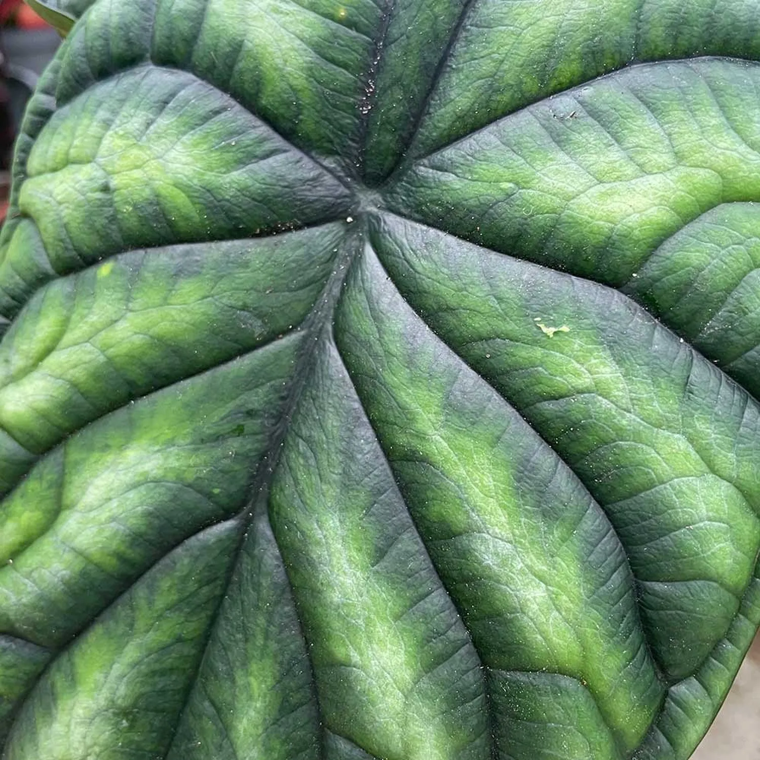 20 - 30cm Alocasia Baginda Dragon Scale Elephant Ear 12cm Pot House Plant