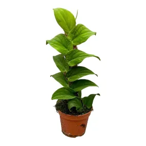 30 cm  Rhaphidophora Korthalsii House Plant 14 cm Pot