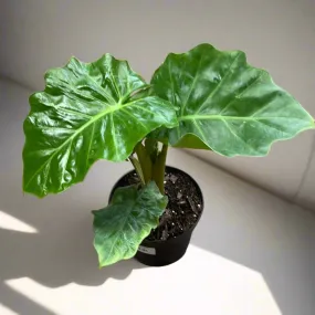 Alocasia Low Rider